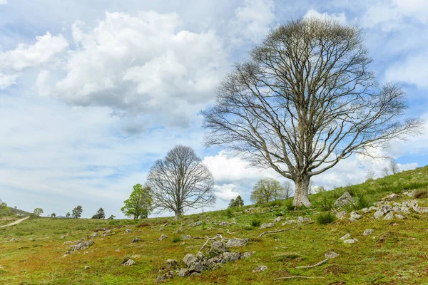 Силуэт Деревьев Новыми Листьями Горах Весной Vosges France — стоковое фото