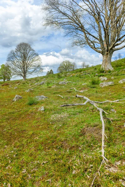 Silhouette Alberi Con Nuove Foglie Montagna Primavera Vosgi Francia — Foto Stock