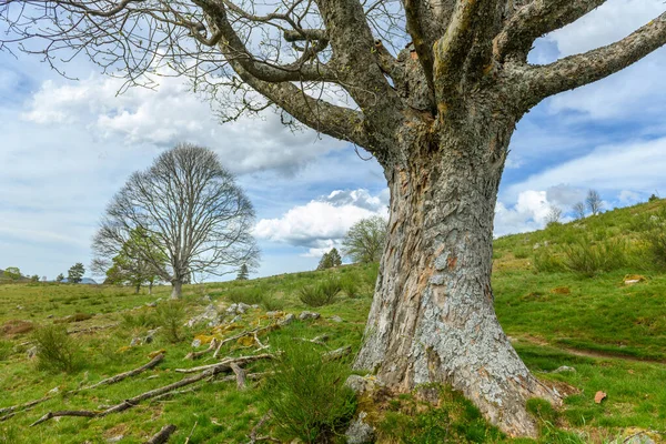 Silhouette Trees New Leaves Mountain Spring Vosges France — Stock Photo, Image