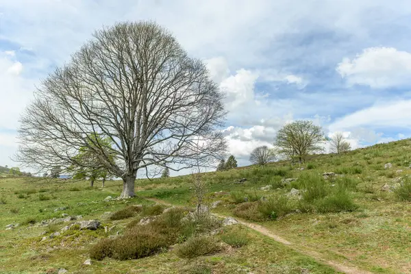 Silueta Árboles Con Hojas Nuevas Montaña Primavera Vosges Francia — Foto de Stock