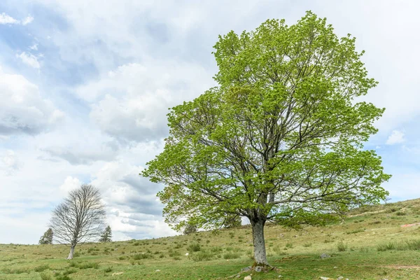 Silhouette Trees New Leaves Mountain Spring Vosges France — Stock Photo, Image