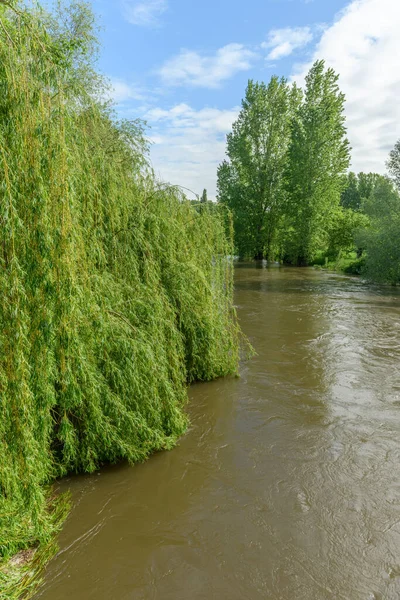 River in flood in spring after heavy rains in the Alsace plain in France. weeping willow.