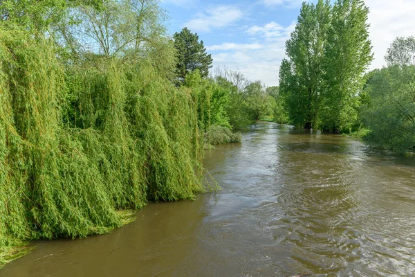 River in flood in spring after heavy rains in the Alsace plain in France. weeping willow.