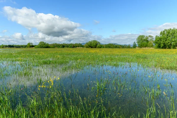 Blühende Wiesen Frühling Der Französischen Landschaft Elsass — Stockfoto