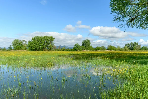 Blühende Wiesen Frühling Der Französischen Landschaft Elsass — Stockfoto