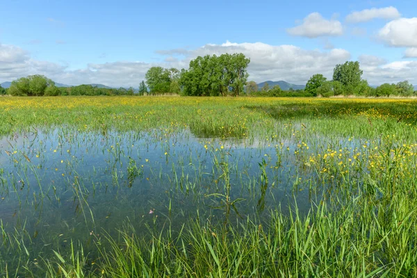 Blühende Wiesen Frühling Der Französischen Landschaft Elsass — Stockfoto