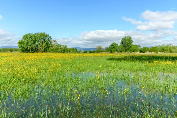 Blühende Wiesen Frühling Der Französischen Landschaft Elsass — Stockfoto