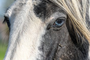 Mavi gözlü bir İrlanda koçanının portresi. Baharda Fransız kırsalının otlağı.
