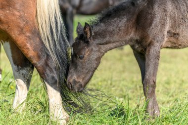 Annesiyle birlikte çayırda tay. Baharda Fransız kırsalında atlar.