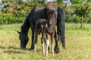 Annesiyle birlikte çayırda tay. Baharda Fransız kırsalında atlar.
