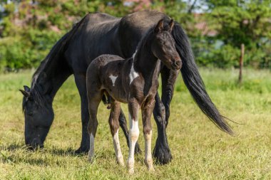 Annesiyle birlikte çayırda tay. Baharda Fransız kırsalında atlar.