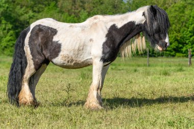 Çayırdaki İrlanda koçanlı atlar. Baharda Fransız kırsalında otlamak.