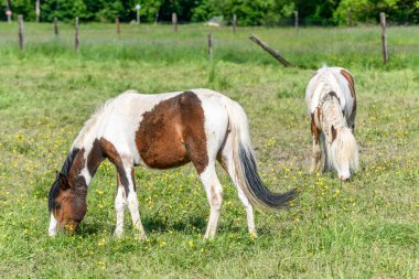 Çayırdaki İrlanda koçanlı atlar. Baharda Fransız kırsalında otlamak.