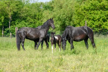 Annesiyle birlikte çayırda tay. Baharda Fransız kırsalında atlar.