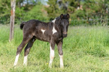 Çayırdaki tay. Baharda Fransız kırsalında atlar.