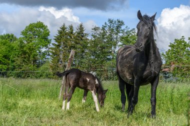 Annesiyle birlikte çayırda tay. Baharda Fransız kırsalında atlar.