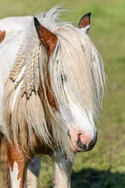 Portrét Irského Koně Hřívou Spletenou Copánků Pastvina Francouzské Krajiny Jaře — Stock fotografie