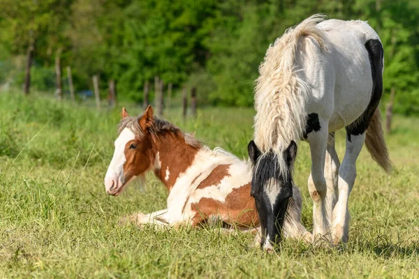 Cavalos Espiga Irlandeses Pasto Esmagamento Campo Francês Primavera — Fotografia de Stock