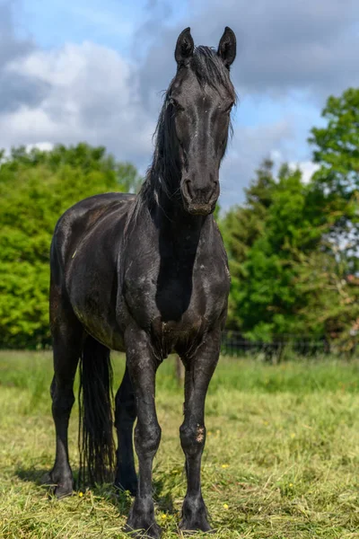 Baharda Çayırdaki Büyük Siyah Bir Atın Portresi Fransız Kırsalında Atlar — Stok fotoğraf