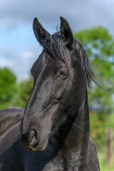 Baharda Çayırdaki Büyük Siyah Bir Atın Portresi Fransız Kırsalında Atlar — Stok fotoğraf