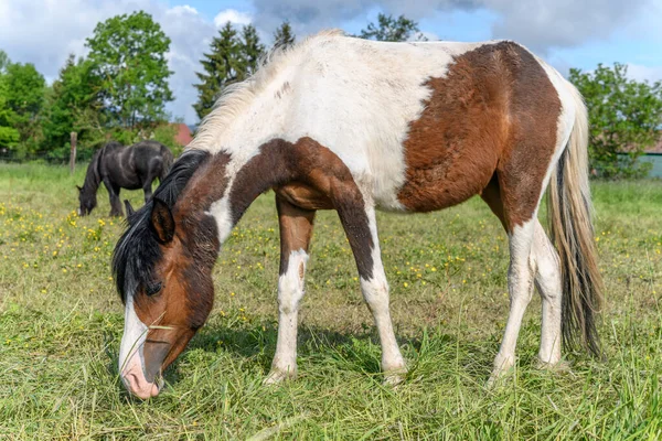 Cavalos Espiga Irlandeses Pasto Esmagamento Campo Francês Primavera — Fotografia de Stock