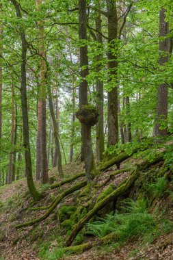 Ormandaki bir meşe ağacında odun burl. Fransa 'yı destekliyor.