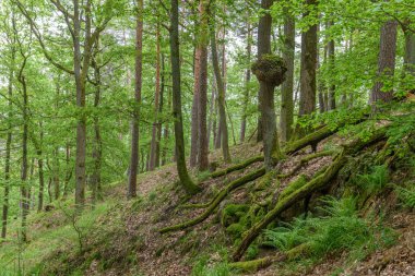 Ormandaki bir meşe ağacında odun burl. Fransa 'yı destekliyor.