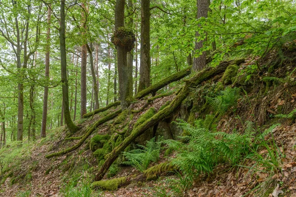 Wood Burl Oak Tree Forest Vosges France — Stock Photo, Image