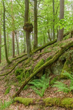 Ormandaki bir meşe ağacında odun burl. Fransa 'yı destekliyor.