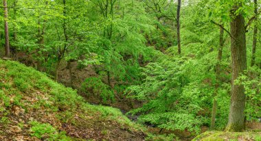 İlkbaharda panoramik orman manzarası. Vosges, Fransa.
