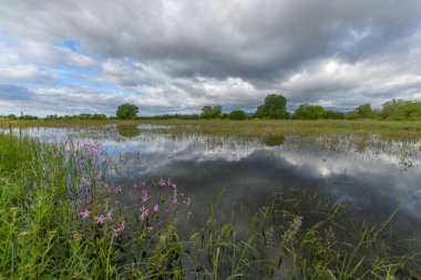 Fransa 'nın kırsal kesimlerinde bahar mevsiminde, bulutlu havalarda çiçek açan çayır sular altında kaldı...