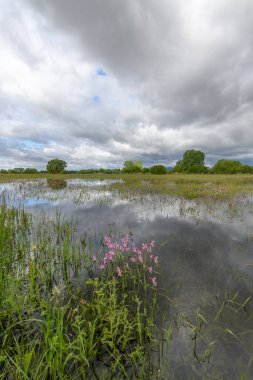 Fransa 'nın kırsal kesimlerinde bahar mevsiminde, bulutlu havalarda çiçek açan çayır sular altında kaldı...