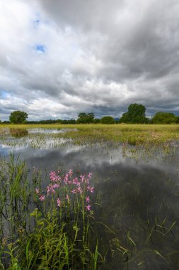 Fransa 'nın kırsal kesimlerinde bahar mevsiminde, bulutlu havalarda çiçek açan çayır sular altında kaldı...