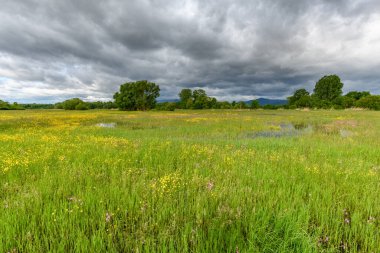 Fransa 'nın kırsal kesimlerinde bahar mevsiminde, bulutlu havalarda çiçek açan çayır sular altında kaldı...
