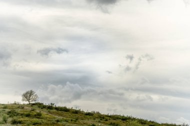 İlkbaharda ağaçların siluetleri dağda.. limon ağacı, akçaağaç