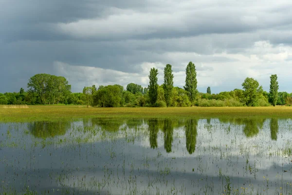 Reflexion Von Bäumen Auf Einer Überfluteten Wiese Bei Regnerischem Wetter — Stockfoto