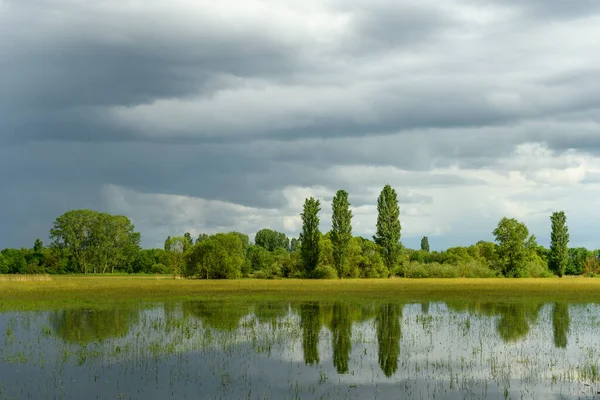 Reflexion Von Bäumen Auf Einer Überfluteten Wiese Bei Regnerischem Wetter — Stockfoto