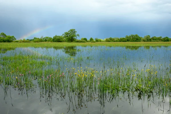 Regenbogen Über Einer Überfluteten Wiese Bei Regenwetter Frühling Frankreich Elsass — Stockfoto