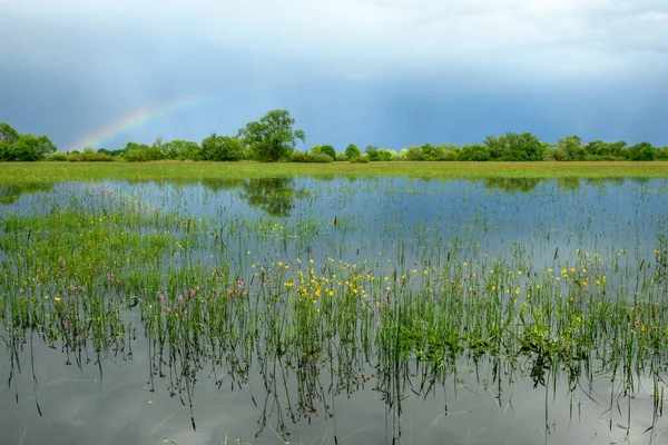 春の雨の天気で氾濫した牧草地の上に虹 フランスアルザス — ストック写真