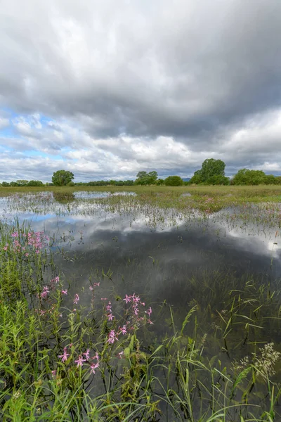 Meadow Bloom Flooded Cloudy Weather Spring French Countryside — Stock Photo, Image