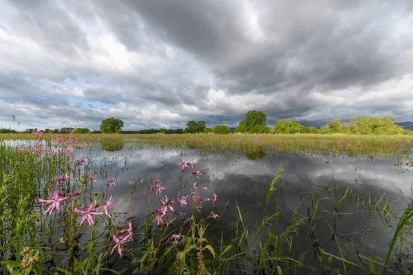 Prado Flor Inundado Tempo Nublado Primavera Campo Francês — Fotografia de Stock