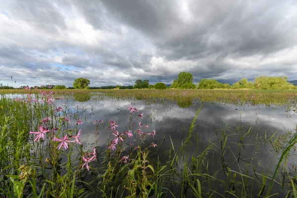 Prado Flor Inundado Tempo Nublado Primavera Campo Francês — Fotografia de Stock