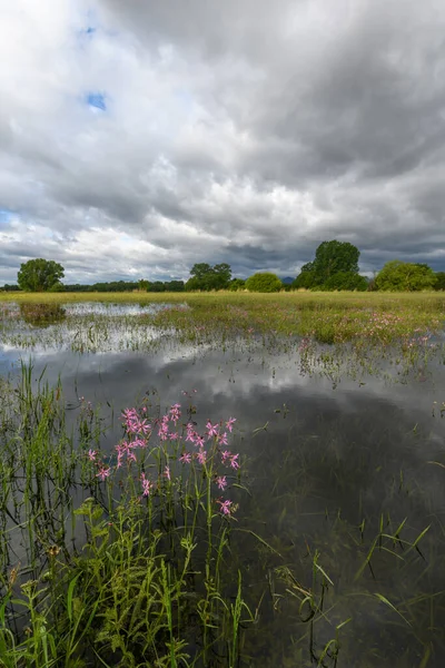 Blühende Wiese Bei Trübem Frühlingswetter Der Französischen Landschaft — Stockfoto