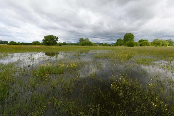 Blühende Wiese Bei Trübem Frühlingswetter Der Französischen Landschaft — Stockfoto