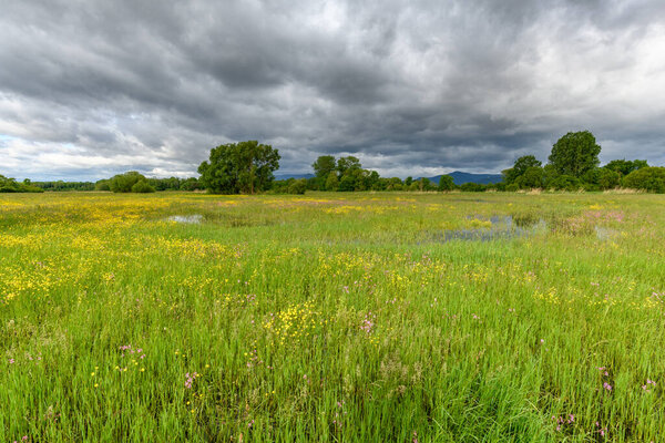 Meadow in bloom flooded in cloudy weather in spring in the french countryside..