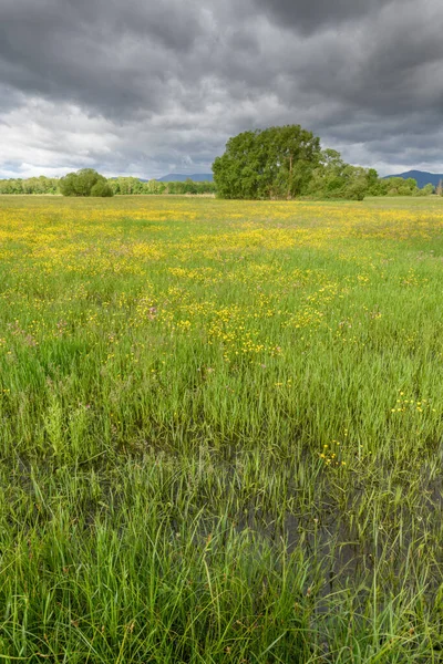 Blühende Wiese Bei Trübem Frühlingswetter Der Französischen Landschaft — Stockfoto