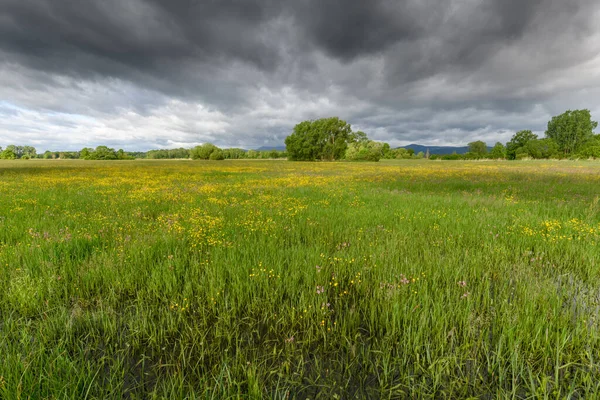 Blühende Wiese Bei Trübem Frühlingswetter Der Französischen Landschaft — Stockfoto