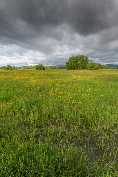 Meadow Bloom Flooded Cloudy Weather Spring French Countryside — Stock Photo, Image