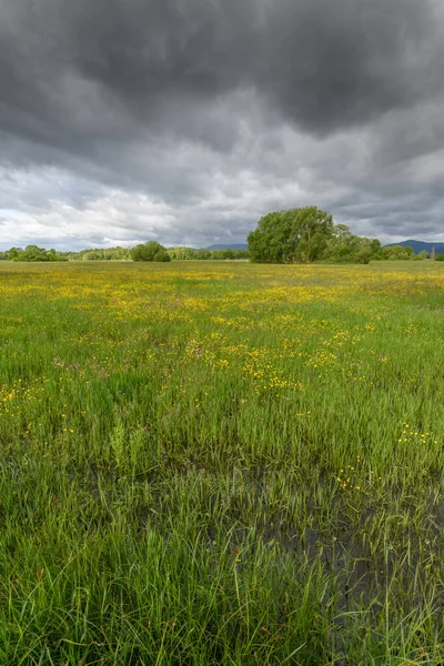 Blühende Wiese Bei Trübem Frühlingswetter Der Französischen Landschaft — Stockfoto