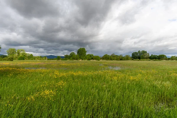 Grasveld Bloei Overstroomd Bij Bewolkt Weer Het Voorjaar Het Franse — Stockfoto